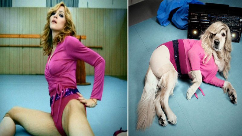 Enjoy The Brilliant Dog Project That Recreated Madonna’s Iconic Photos With Funny Dog Outfits