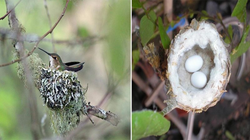 Hummingbird Nests are as Small as a Thimble, Be Careful Not to Prune Them