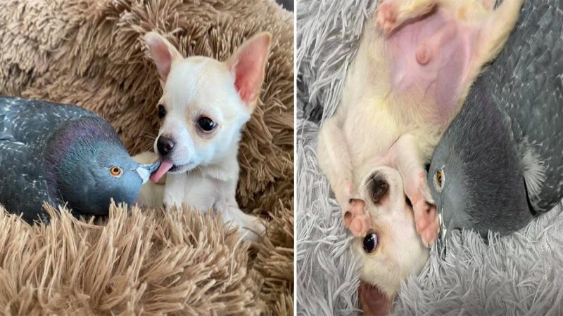 Pigeon That Can’t Fly And Puppy That Can’t Walk Form An Incredibly Beautiful Friendship In Shelter