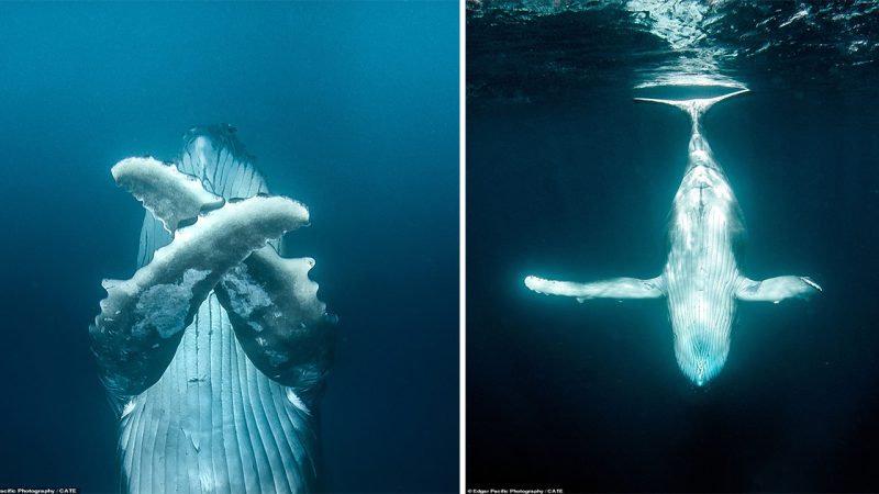 In the mood for some mischief: Beluga whales show their playful side by squirting water into their trainers’ faces