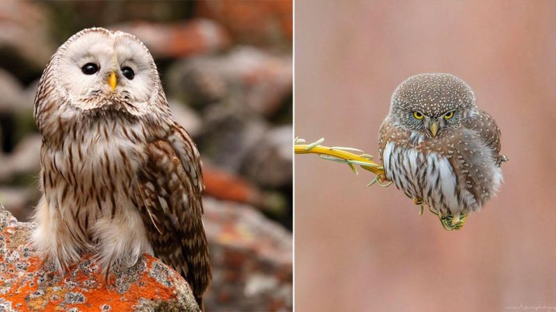 Northern Pygmy Owl (Glaucidium californicum): A Mighty Hunter in the Forests of British Columbia, Canada