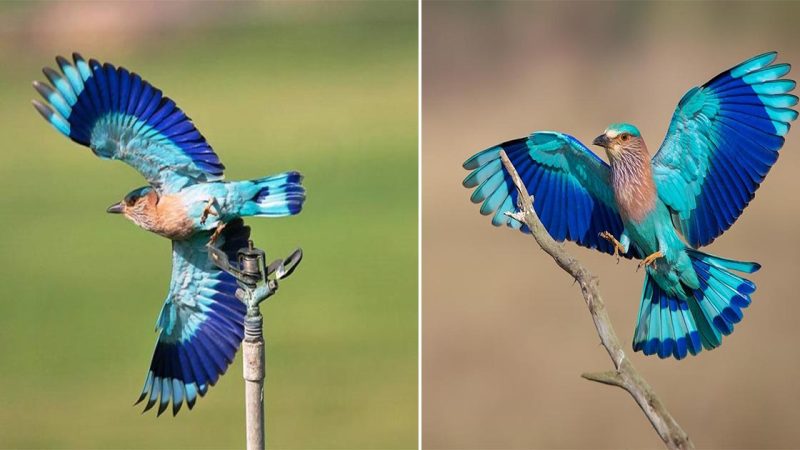 Beautiful bird love the colours and the wing span amazing