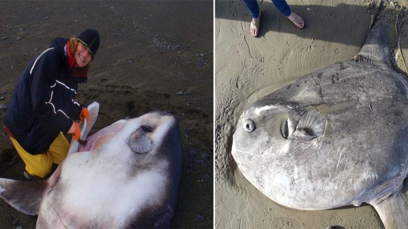 A rare hoodwinker sunfish that washed ashore at a Californian beach left scientists baffled when they could not identify it.