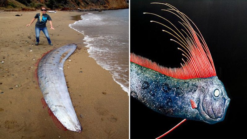 A Rare Discovery: 17-Foot-Long Oarfish Found off Catalina Island