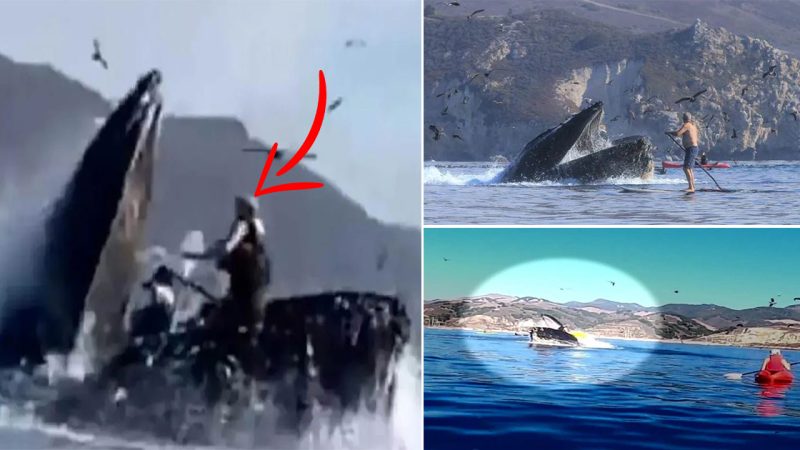 Kayaker Films Terrifying Encounter as Humpback Whale Nearly Swallows Them