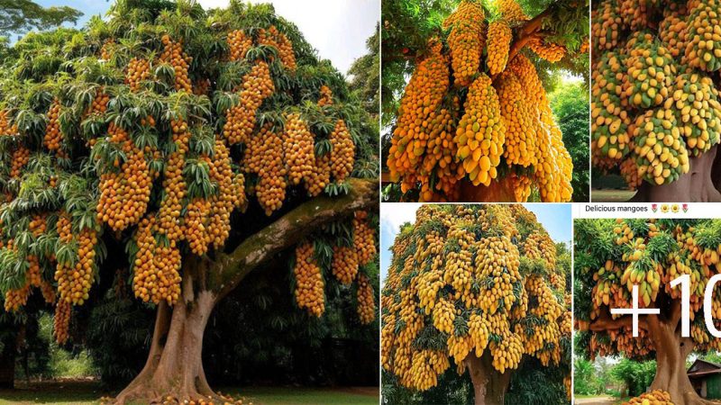 The Marvelous and Unbelievable Super Mango Tree