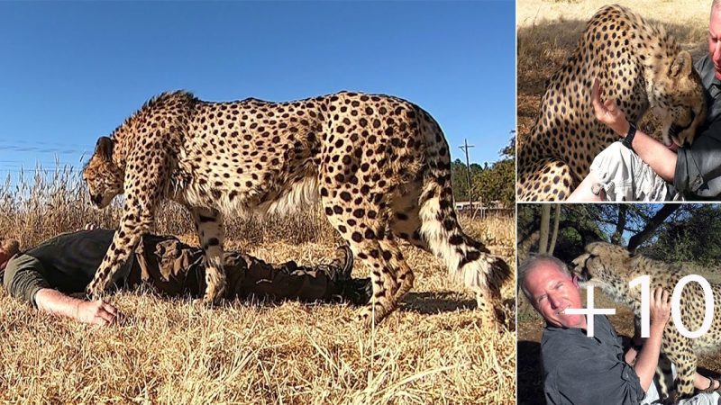 Touching story: the leopard repays the man who saved his life