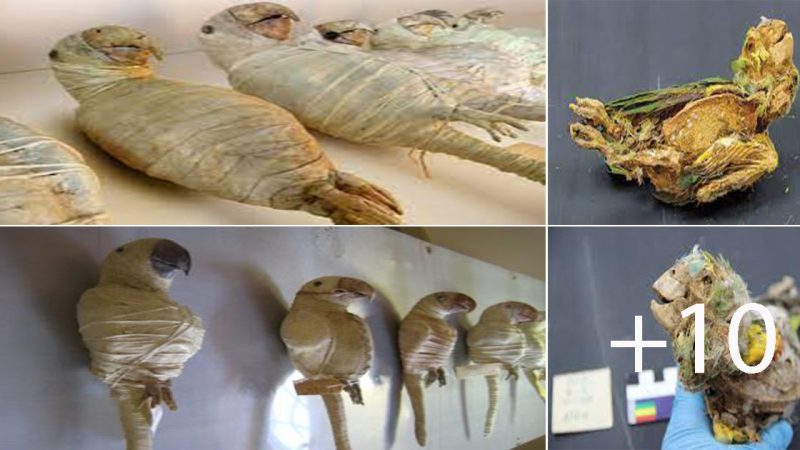 Unusual ancient ruins, mummified American parrot found in Mexican caves Shedding light on trade and religion