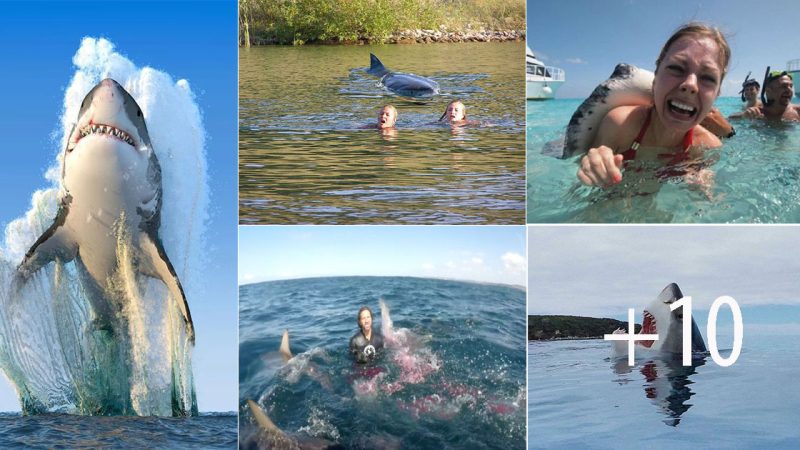 Great White Sharks in Australia: The Fearsome Predators of the Ocean