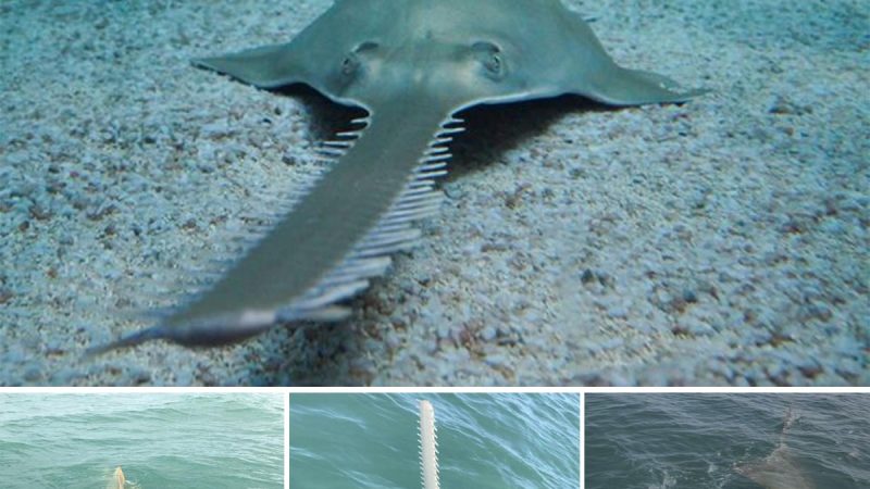 Fishermen scream as a 15-foot sea monster emerges from the water after latching onto bait.