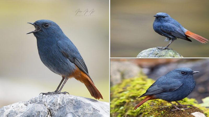 Plumbeous Redstart male (Phoenicurus fuliginosus) Islamabad, Pakistan