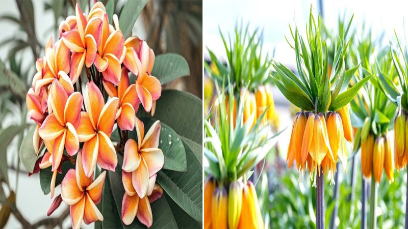 45 Orange Flowers For Your Reference To Help You Improve Your Garden So Beautiful And Vivid