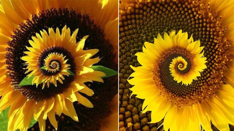 The Radiant Sunflowers: An Emblem of Nature’s Bliss and Motivation