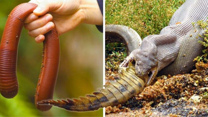 11 Terrifying Creatures Found in Australia, According to Scientists