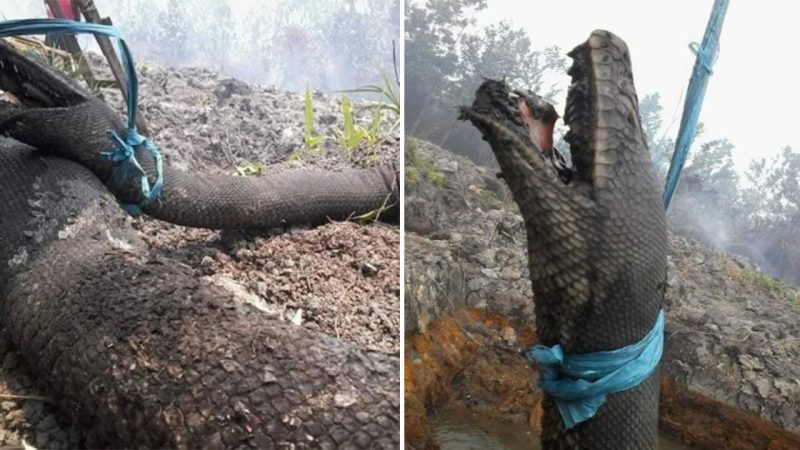 Giant 30-Foot Wild Snakes Die While Attempting to Flee Indonesian Forest Fires