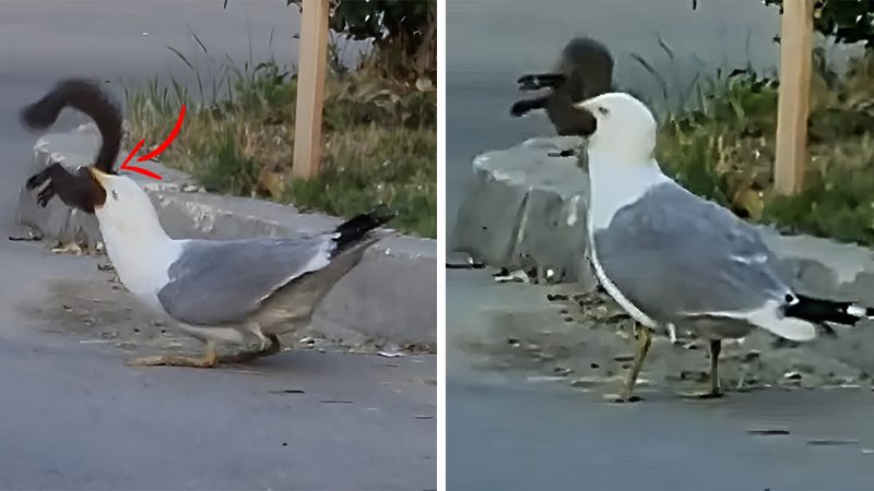 Seagull DevouSeagull Devours Squirrel: Viral Video Shatters Perception of Their Dietrs Squirrel: Viral Video Shatters Perception of Their Diet