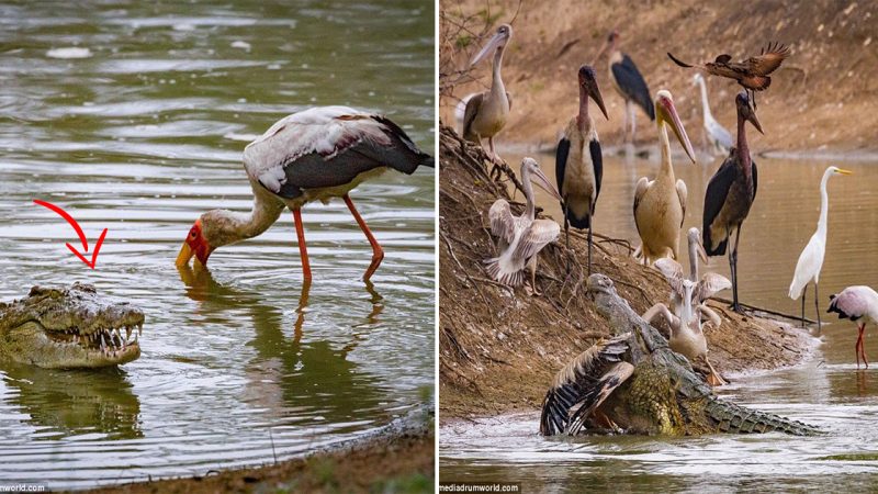 The jaws of death Crocodiles demonstrate their incredible hunting skills as they devour a young zebra and even an unsuspecting pelican