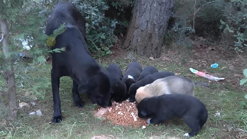 The Intelligent Mother Dog Leads a Benefactor to the “Most Satisfying Meal for Her 8 Puppies”