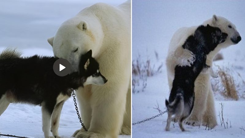 A dog abandoned in a large snowy area was found and protected by a white bear, surprising the online community