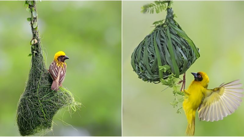 The Wonders of Bird Nests: From intricate weaves to eye-catching massive structures