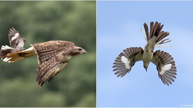 An Unsettling Encounter: Mockingbird Challenges Red-tailed Hawk