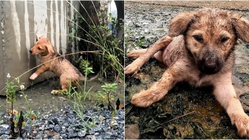 Saving the Tiny, Forsaken Canine Swiftly A Delicate Frame Ravaged by Starvation and Thirst, Teetering on the Edge of Danger.