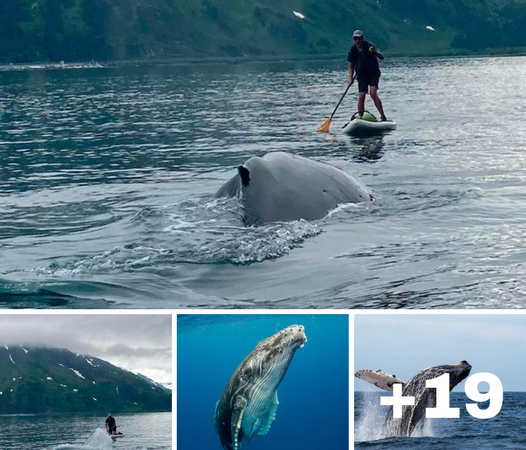 Close Encounter with a Humpback Whale: A Paddleboarder’s Unforgettable Experience