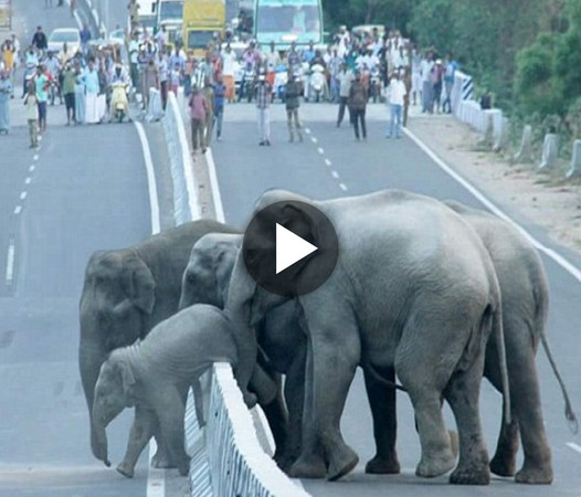 A Touching Scene of Maternal Care: Baby Elephant Guided Across the Road by its Mother’s Trunk, Stirring Emotions Among Onlookers (Video)