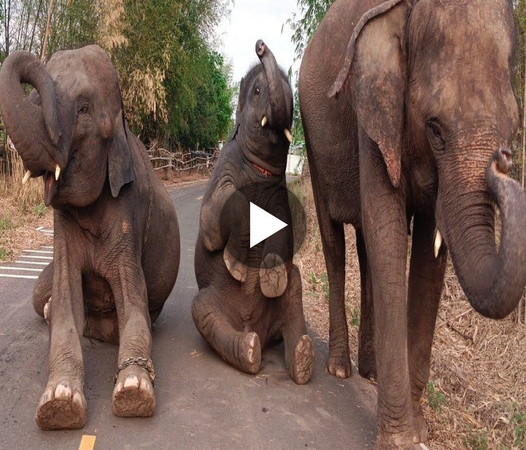 Charming Elephant Antics: Enchanting Images of Playful Elephants Caught in Hilarious Sitting Poses (Video)