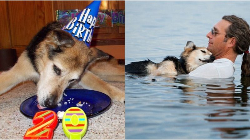 Celebrating Two Decades of Joy with a Beloved Arthritic Dog Whose Healing Swims Touched Hearts, Marked by a Festive Cake Gathering