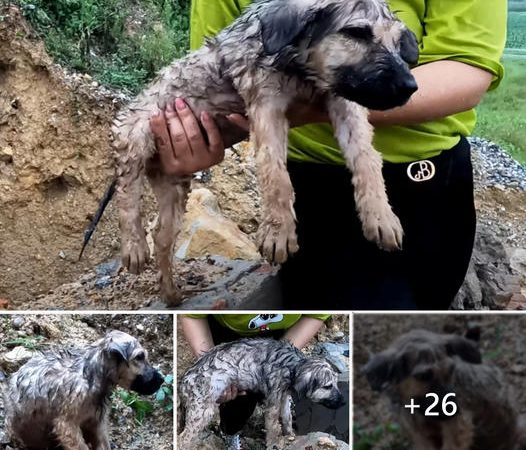 Unable to overlook it, she spotted a destitute puppy enduring the downpour on the streets.