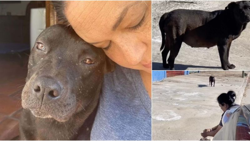 Pregnant Stray Dog Melts Upon Realizing She’s Found a Home