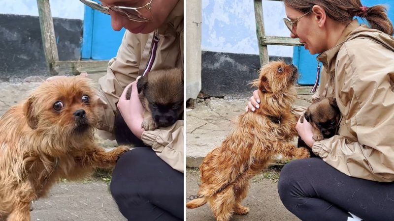 Heart-wrenching Moment: Chained Mother Dog Begs Woman to Save Her Lone Surviving Puppy