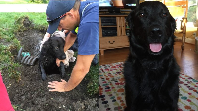 Emotional Reunion: Family Dog Found in Storm Drain One Week After Going Missing