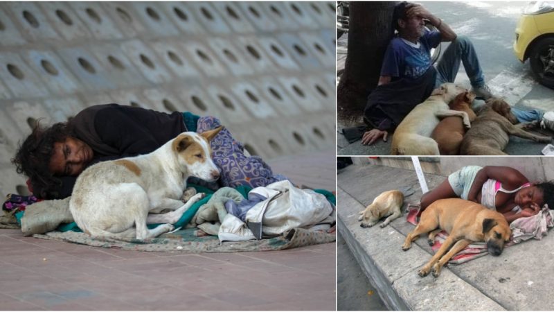 Inspirational Loyalty: Hungry and Cold Dogs Stand Together Amidst Human Plight