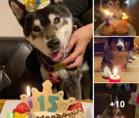 Senior Dog’s First Birthday Celebration After 15 Years Brings Joy to Animal Enthusiasts