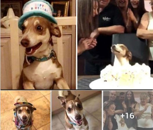 Pawsome Party: Heartwarming 13th Birthday Bash Throws Senior Dog a Tail-Wagging Celebration