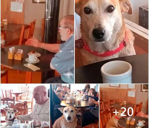 Daily Devotion: Coffee Shop’s Adopted Dog Offers Unwavering Companionship to Visitors