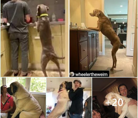 Saved Through Affection: The Incredible Journey of a 150-Pound Pitbull and His Committed Partner