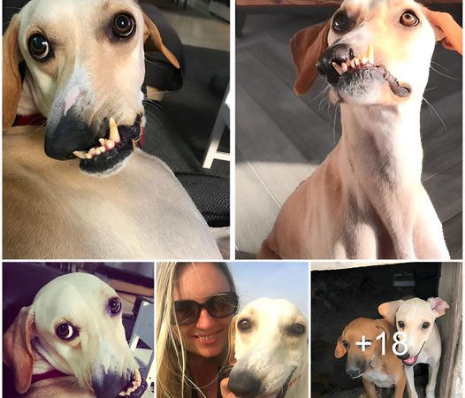 Revealing Inner Beauty: The Inspiring Viral Transformation of a Dog That Defied Ugly Labels