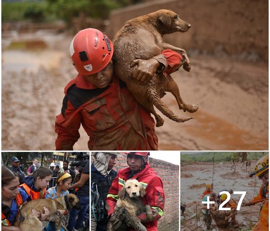 Heartwarming Scene: Grateful Rescued Dog Expresses Appreciation with a Kiss for Fearless Firefighter