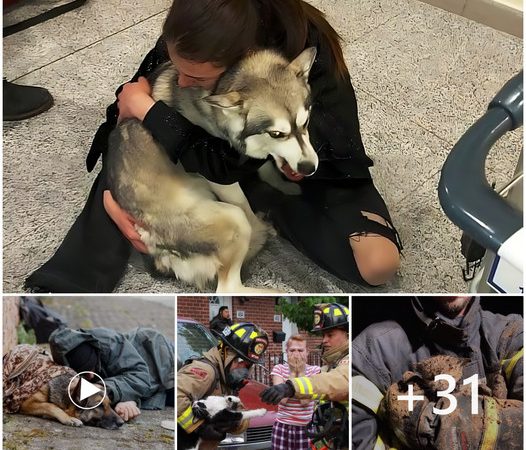 Heart-wrenching Tale: Firefighters Unable to Rescue Dog Trapped in Blaze Leaves Millions in Tears