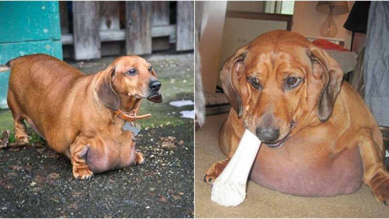 Adorable Pup with Unusually Bulging Tummy Struggling to Move