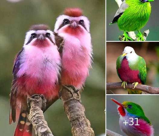 Enjoy Enchanting And Cute Snaps Of Vibrant Birds