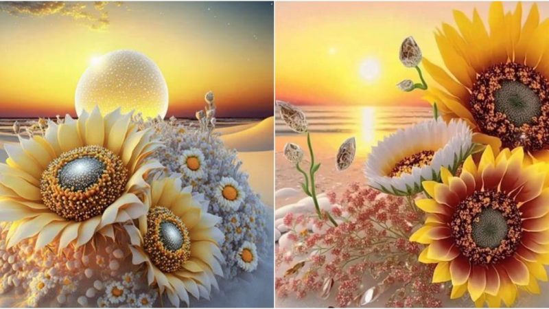 Sunset’s Radiant Splendor: Mesmerizing Sunflower Showcase in Full Bloom