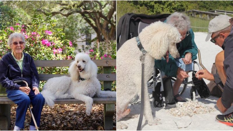 Adventurous 90-Year-Old Woman Declines Chemotherapy, Ventures into Discovery Alongside Loyal Canine Companion