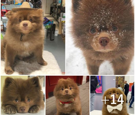 From Abandoned to Adored: The Inspiring Journey of an Oversized Pomeranian Star