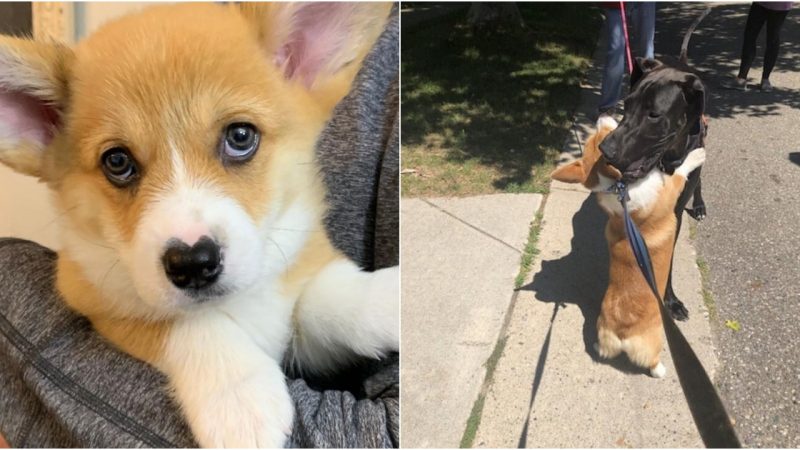 Wallace the Heart-Nosed Corgi: Spreading Love Through Heartfelt Hugs with Canine Companions