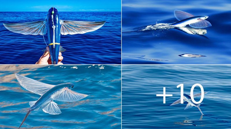 Flying Fish: Nature’s Aerial Mariners