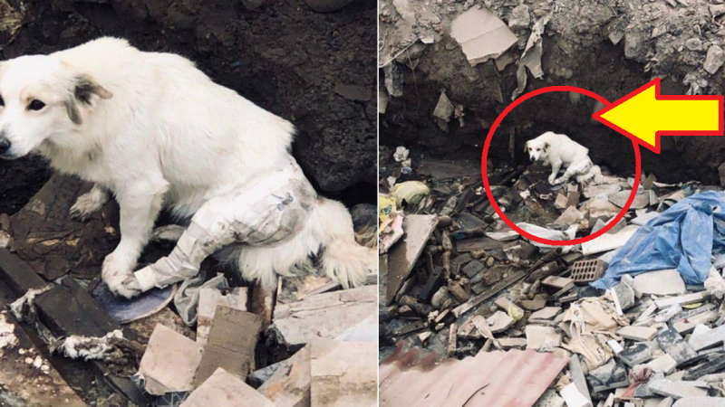 Injured Canine Discarded in Rubbish, Rescued and Embraced by Compassionate Gentleman